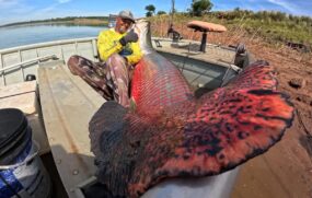 Pirarucus gigantes são os preferidos dos pescadores que visitam a cidade de Cardoso