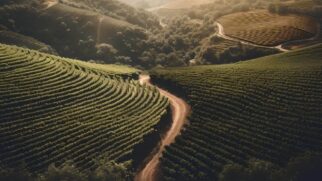 Adaptação da Syrah ao clima da Mantiqueira foi viabilizada pela técnica da dupla poda