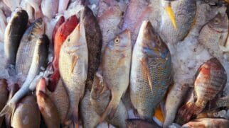 Os dados do mercado são claros e preocupantes o alto preço dos pescados torna o produto inacessível para a maioria das famílias