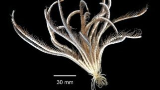 Imagem: Eric A. Lazo-Wasem Gall L 2018. Invertebrate Zoology Division, Yale Peabody Museum. Yale University Peabody Museum