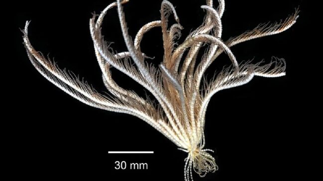 Imagem: Eric A. Lazo-Wasem Gall L 2018. Invertebrate Zoology Division, Yale Peabody Museum. Yale University Peabody Museum