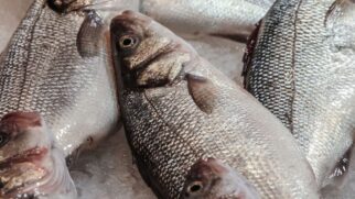 Pescada de grande porte acumula metais pesados