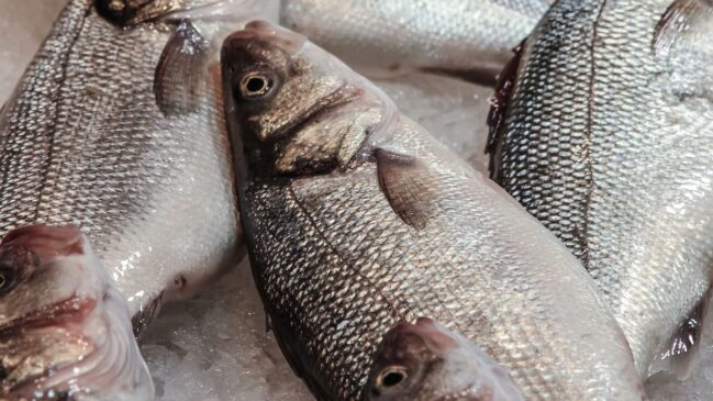 Pescada de grande porte acumula metais pesados
