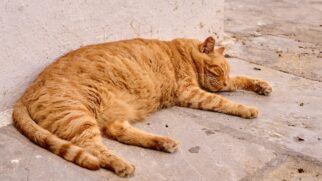 Felinos também sofrem com altas temperaturas, entenda quando o calor vira risco e o que fazer em casa