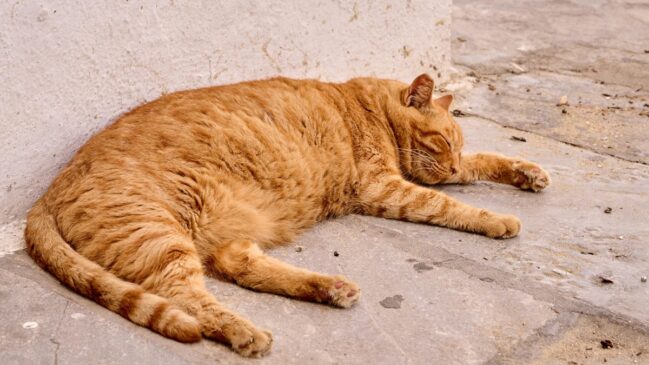 Felinos também sofrem com altas temperaturas, entenda quando o calor vira risco e o que fazer em casa