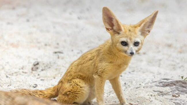 Um dos indivíduos de raposas-do-deserto recém-chegados ao Zoo SP
