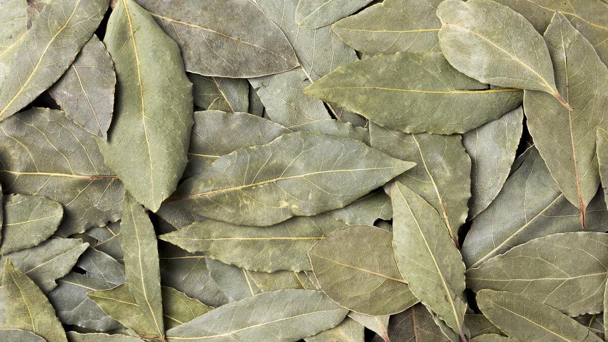 Além de eliminar insetos, o louro perfuma o ambiente - Freepik