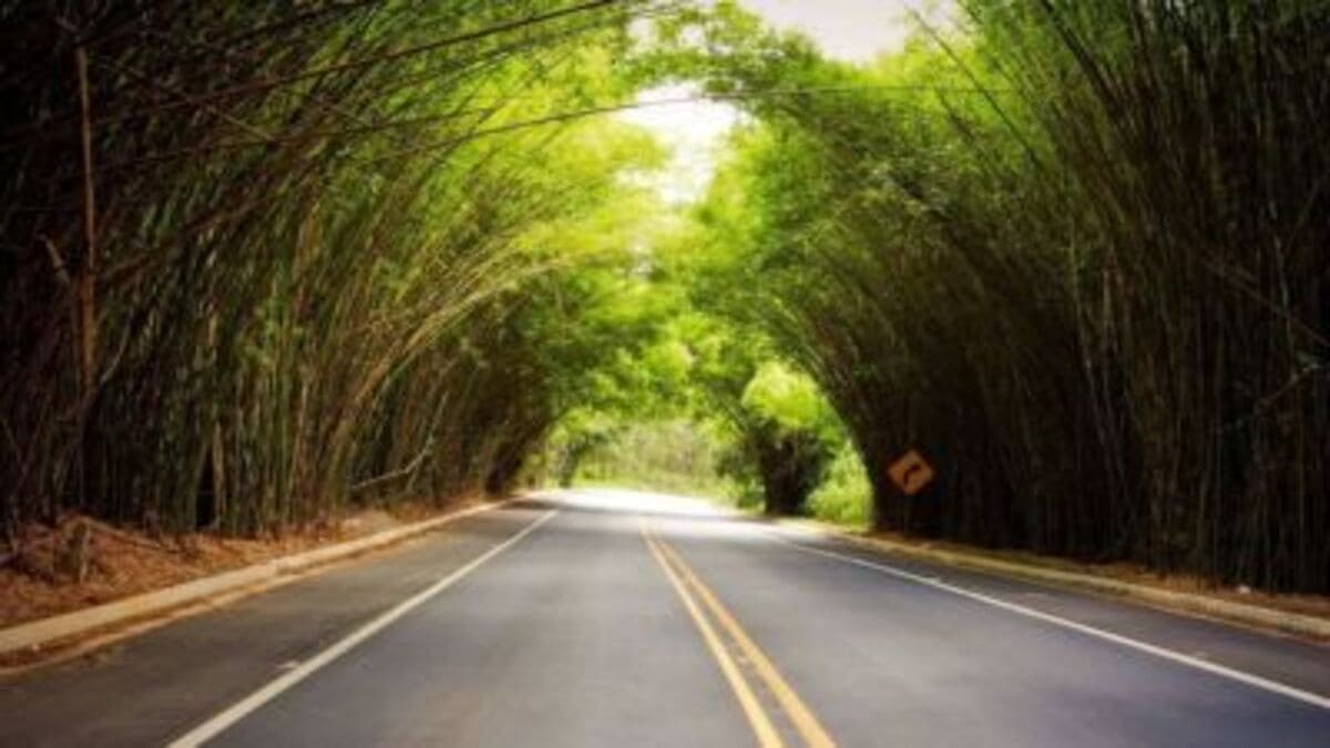 Túnel natural de bambu chama atenção de visitantes no interior de SP