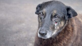 Assassinato do cachorro orelha reacendeu a discussão sobre maus tratos aos animais