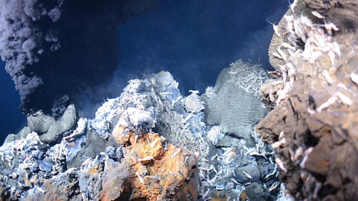 A mineração nesses locais apresenta riscos relevantes para os ecossistemas abissais