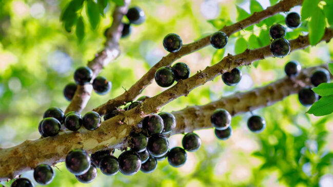 Casa Branca reúne mais de 40 mil pés de jabuticaba