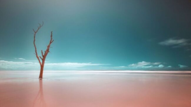 Foto brasileira ficou em segundo na categoria 'Paisagens' ao retratar o avanço do mar sobre áreas de manguezal na Ilha do Cardoso