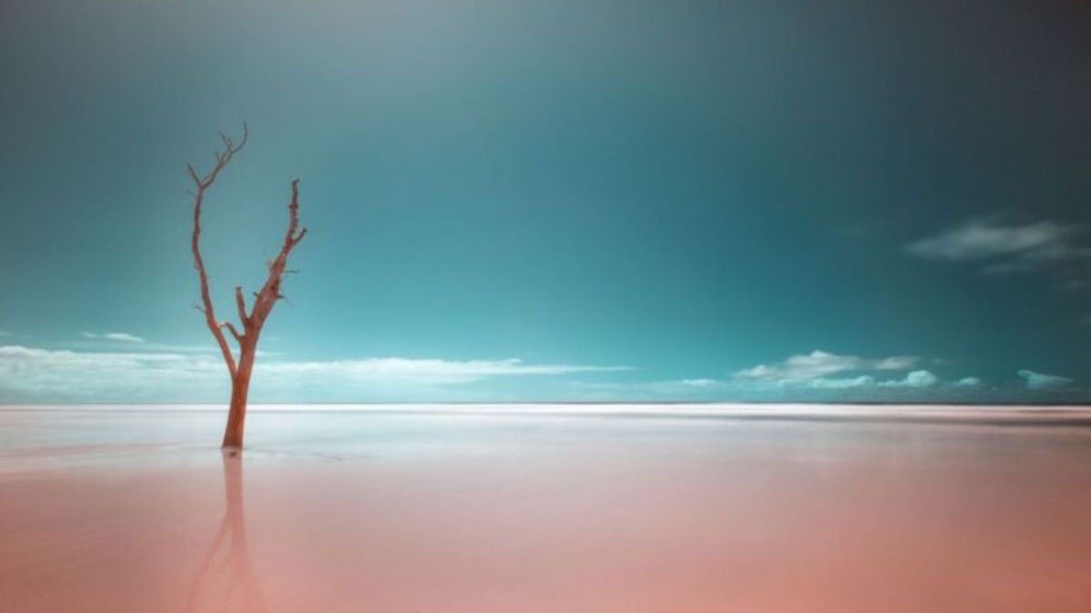 Foto brasileira ficou em segundo na categoria 'Paisagens' ao retratar o avanço do mar sobre áreas de manguezal na Ilha do Cardoso