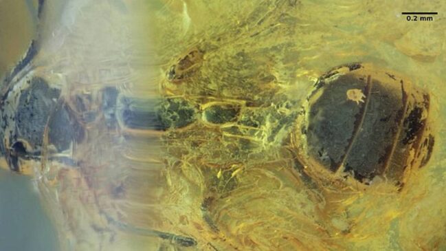 Pesquisa alemã usa imagem 3D para identificar formiga de 40 milhões de anos em coleção histórica e reforça valor científico de acervos antigos