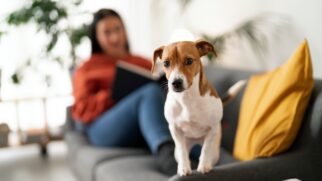Ao reforçar o dever de cuidado, a lei transforma uma mensagem simples em regra: viagem não pode significar isolamento.
