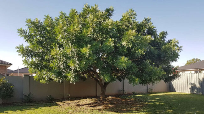 Com copa pendente e frutos que viram pimenta-rosa, a aroeira-salso ajuda no paisagismo, tolera seca e exige rega só quando o solo seca.