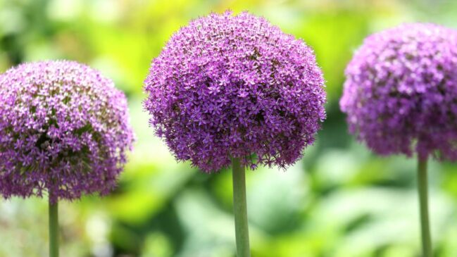 Entenda a floração do alho e veja como plantar no canteiro ou no vaso para ter folhas, bulbos e flores