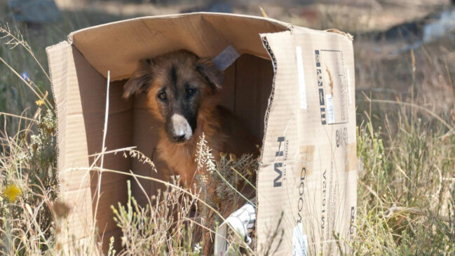 Viu alguém maltratando um animal? Entenda qual lei se aplica, quando é caso de polícia, como reunir informações sem se expor e quais canais usar para denunciar e ajudar no resgate.