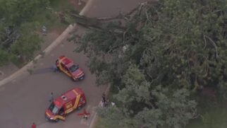 Árvore caiu próxima ao portão 3 do Parque Ibirapuera