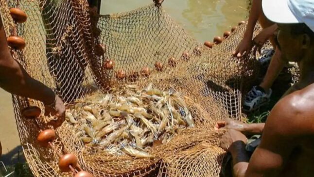Pesca de camarão está restrita até 30 de abril