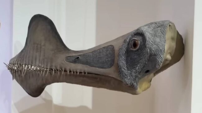 Novo réptil da era dos dinossauros é encontrado no Brasil