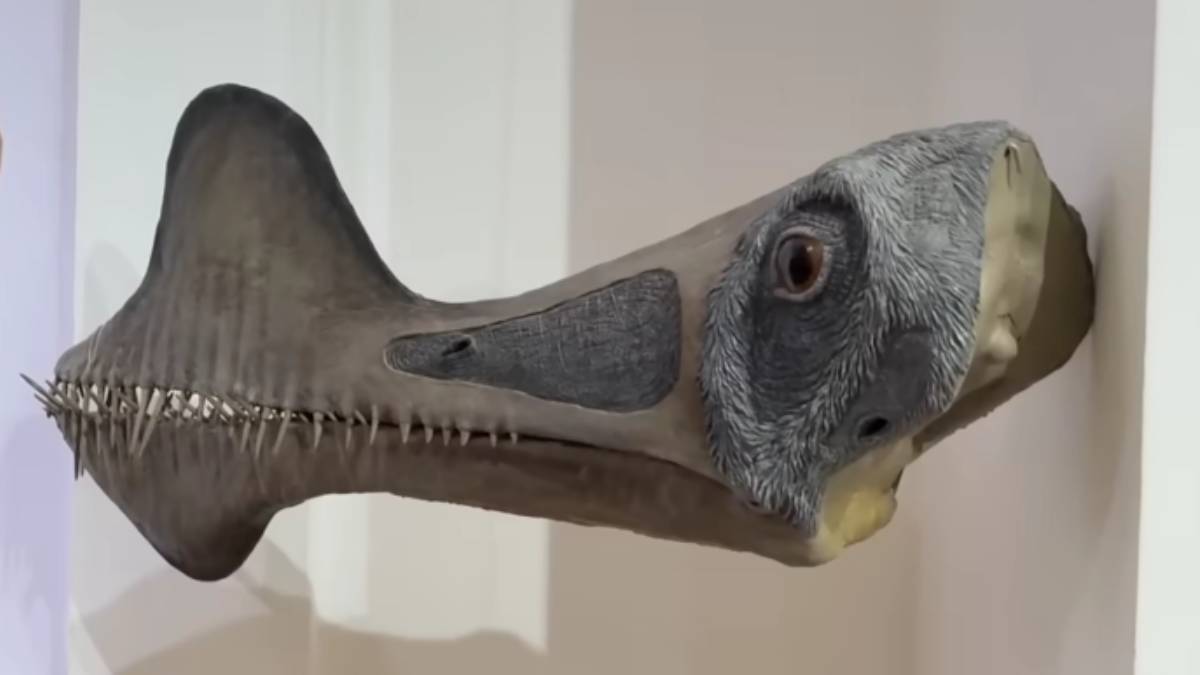 Novo réptil da era dos dinossauros é encontrado no Brasil