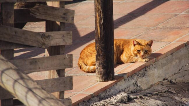 A relação entre moradores e gatos transformou a cidade turca em um símbolo cultural