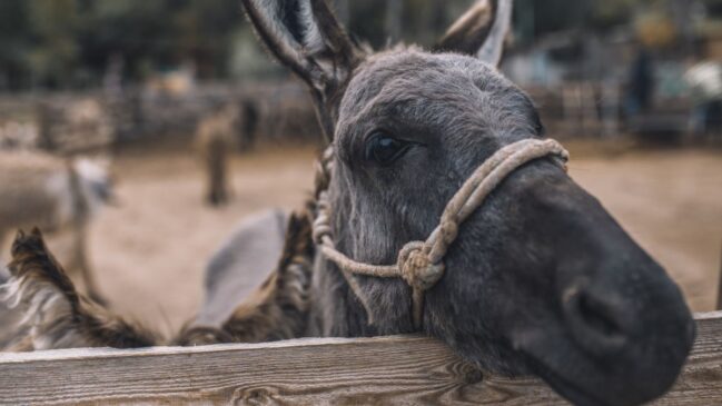 Termos usados para grupos de burros revelam a evolução da língua e antigas narrativas culturais