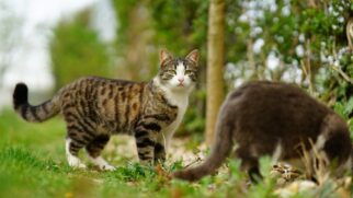 Uma solução radical: conheça os robôs solares que combatem a superpopulação de gatos na Austrália