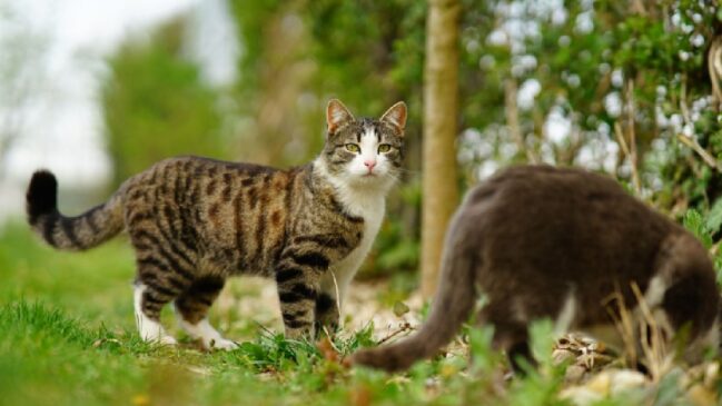 Uma solução radical: conheça os robôs solares que combatem a superpopulação de gatos na Austrália