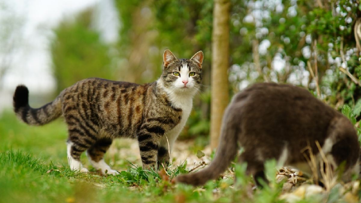 Uma solução radical: conheça os robôs solares que combatem a superpopulação de gatos na Austrália