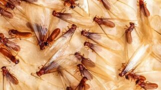 A prevenção começa por dificultar o acesso dos insetos, telas de proteção em janelas e pontos de ventilação reduzem a entrada