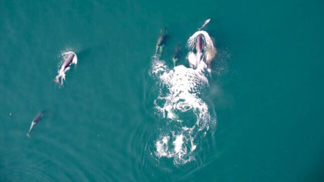 As observações aconteceram ao largo da ilha de Vancouver, na Colúmbia Britânica, no Canadá