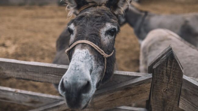 De 'quem tem boca' a 'cor de burro', entenda a origem e por que esses ditados ganharam palavras diferentes ao longo dos anos