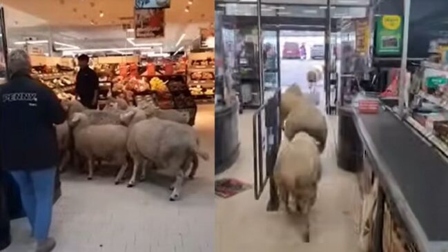 Ovelhas invadem supermercado e destroem setor de bebidas