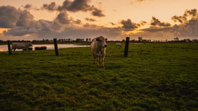O segredo dos pequenos: Por que investir em mini animais é a nova tendência do agro