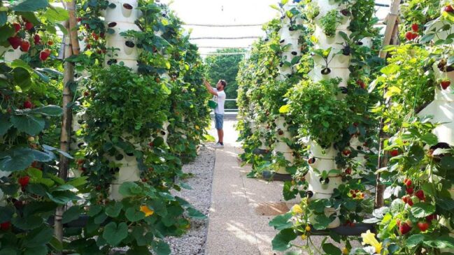 Telhados antes usados só para lazer agora viram espaço de plantio, com técnicas como hidroponia e aeroponia em plena capital francesa