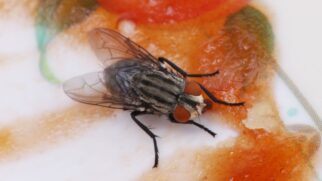 Ao pousar em lugares contaminados, como lixos, esgotos e dejetos, a mosca pode levar vírus e bactérias pelo corpo