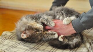 Para garantir o equilíbrio emocional e mental do felino, a brincadeira entra como uma das ferramentas mais eficazes