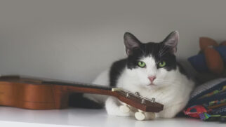 Embora os gatos sejam conhecidos por sua independência, eles são extremamente sensíveis ao ambiente e possuem gostos musicais muito específicos