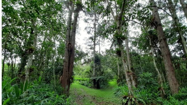 Governo de São Paulo restaurou mais de 34 mil hectares de florestas desde 2023