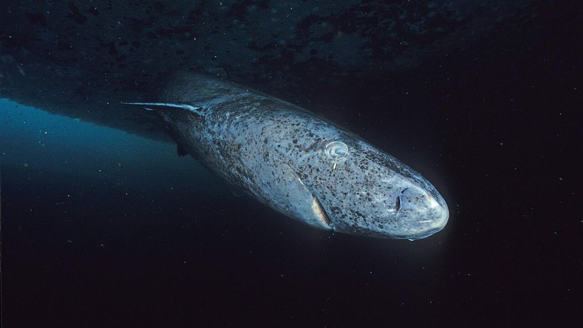 Animal do Ártico passa séculos no fundo do mar, cresce lentamente e só se reproduz após mais de um século de vida