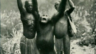 Chimpanzé gigante