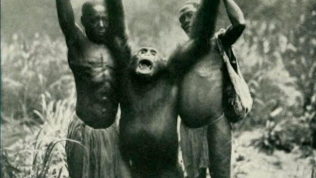 Chimpanzé gigante