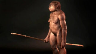 Novas análises de datação indicaram que os ossos do Homo floresiensis têm entre 100 mil e 60 mil anos