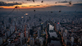 Técnica de substituição populacional já integra o Programa Nacional de Combate à Dengue.