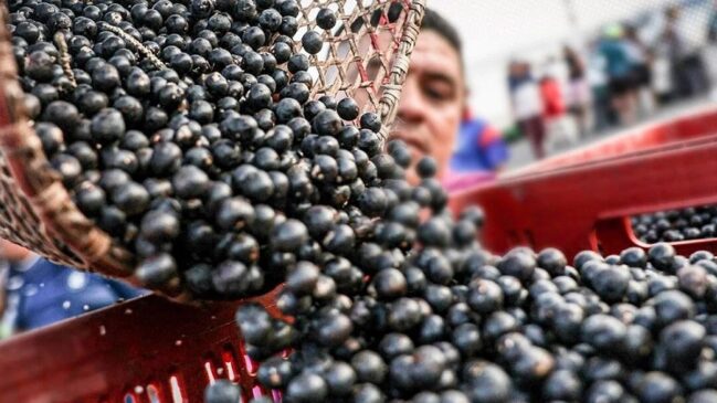 Açaí é oficialmente reconhecido como fruta de origem brasileira