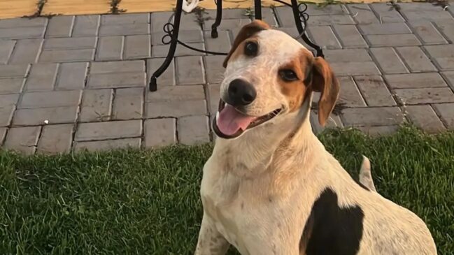 Morte de Abacate acontece poucos dias após a o caso do Cão Orelha aparecer na mídia