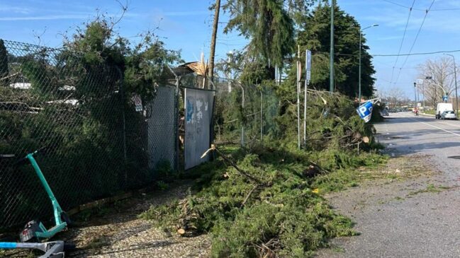Árvores caíram em todo o entorno de Coimbra após a passagem de tempestade