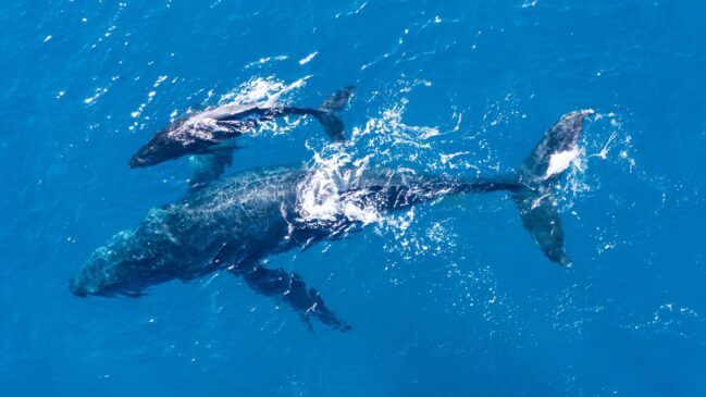 A espécie está na segunda categoria com maior grau de risco extinção da IUCN